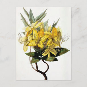 "Azalea Pontica" Vintage Flower Illustration Postcard