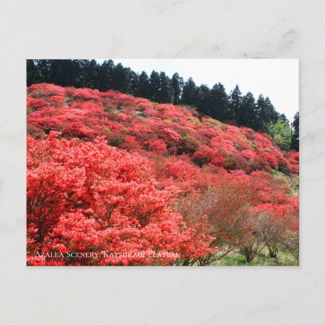 Azalea Scenery : Carte postale (Devant)