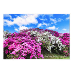 Azalea Viewing [Premium Silver Salt Paper] Photo Print