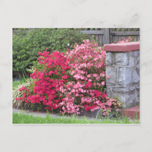 Azalea Wall Postcard