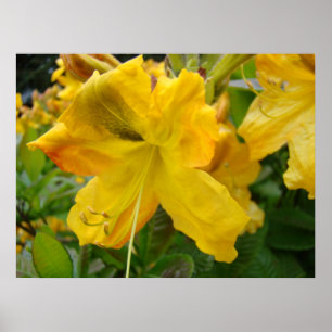 AZALEAS 10 Fleurs Jaunes Azalea Posters d'Art Impr