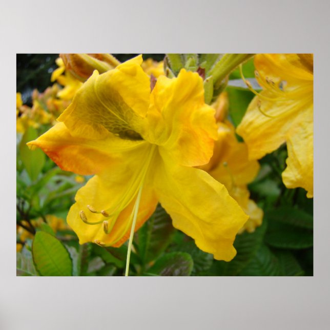 AZALEAS 10 Fleurs Jaunes Azalea Posters d'Art Impr (Devant)