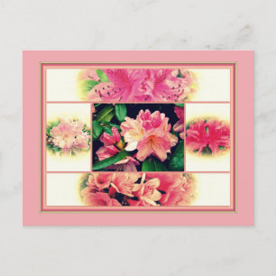 Azaleas 1950's Style Postcard