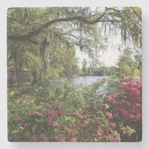 Azaleas, Airlie Gardens Stone Coaster