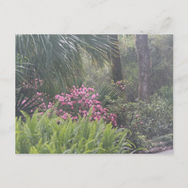 Azaleas and Ferns Postcard (Front)