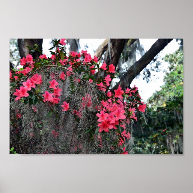 Azaleas and Spanish Moss, South Carolina Poster (Front)