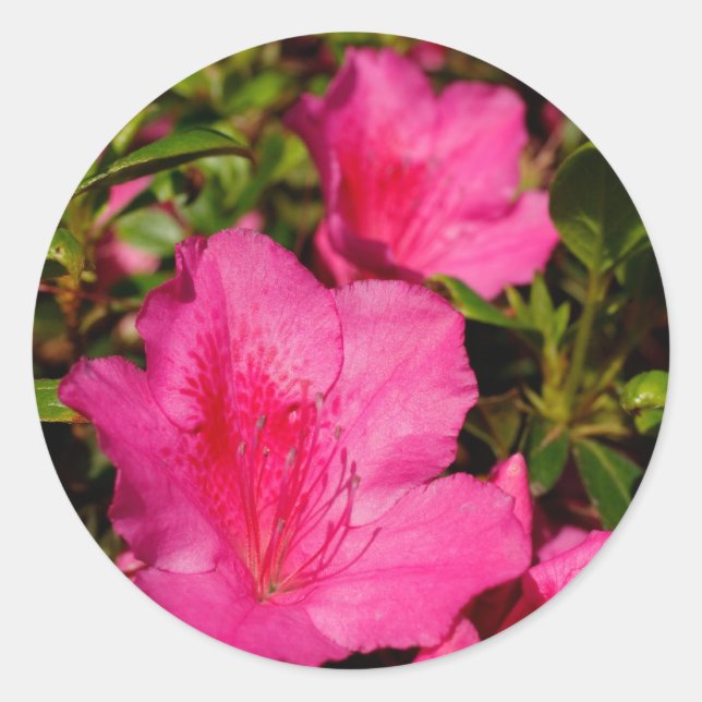Azaleas Classic Round Sticker (Front)