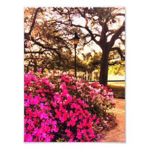 Azaleas In Forsyth Park Photo Print