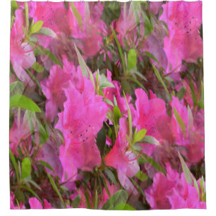 Azaleas in Pink....