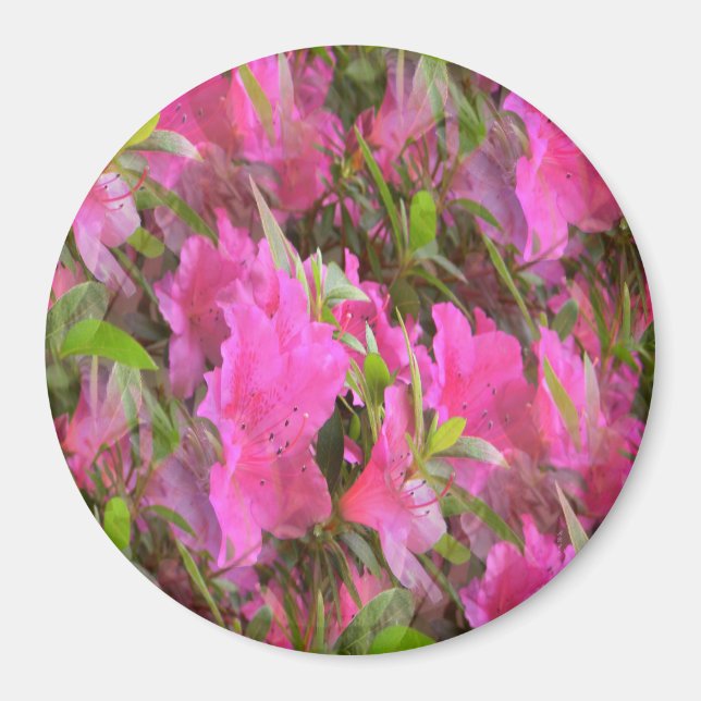 Azaleas in Pink.... Magnet (Front)
