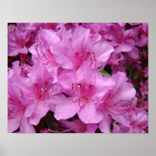 Azaleas Pink Azalea Flowers 11x14 art prints