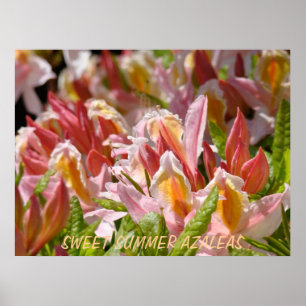 AZALEAS Pink Azalea Flowers 7 Art Prints Posters