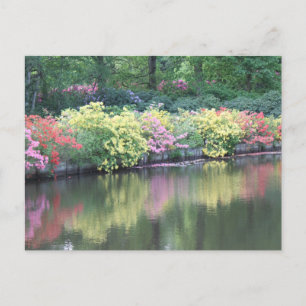 Azaleas Postcard
