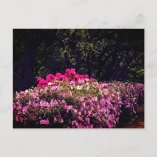 Azaleas postcard
