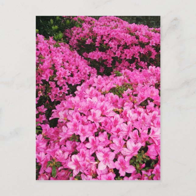 Azaleas Postcard (Front)
