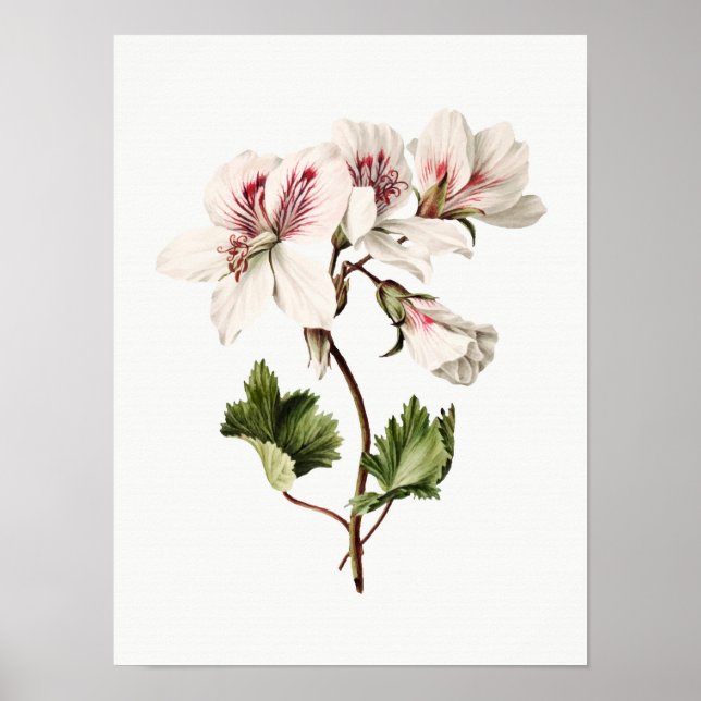 Azaleas Poster (Front)