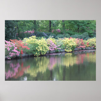 Azaleas Poster