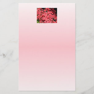 Azaleas. Pretty Pink Flowers.