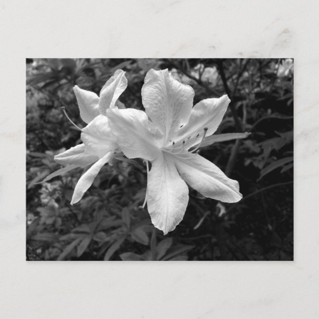 Azaleas / Rhododendrons in B&W Postcard (Front)