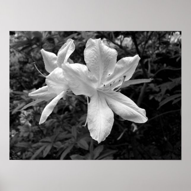 Azaleas / Rhododendrons in B&W Poster (Front)