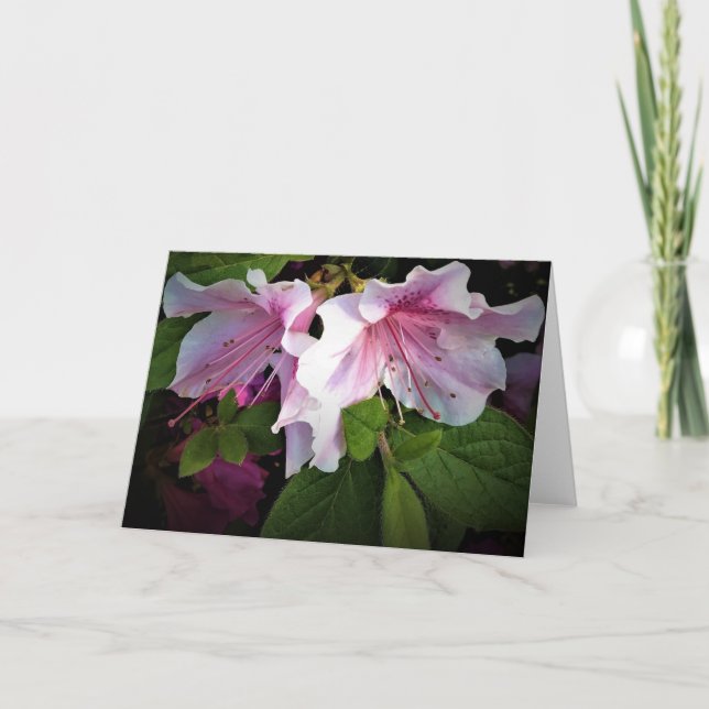 Azalée, carte (Devant)