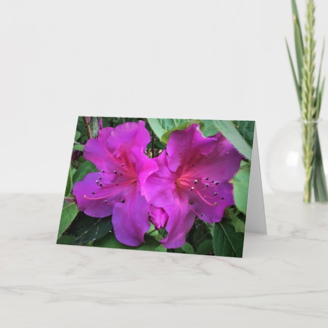 Azalée, carte (Devant)