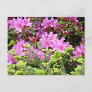 AZALÉE ROSE 30 FLEURS Cartes de pin Cadeaux Mugs