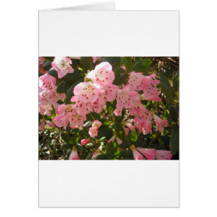 Azalée rose Flowera