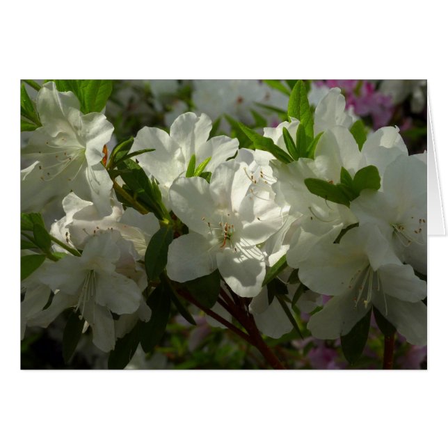 Azalées Blancs Solaires Belles Fleurs De Printemps (Devant horizontal)