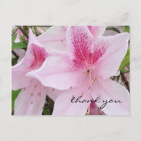 Azalées roses douces - Carte postale Merci