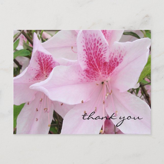 Azalées roses douces - Carte postale Merci (Devant)