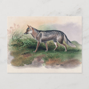 Azara's Fox by Joseph Wolf Postcard