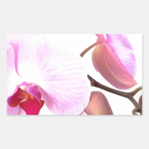 Aziza Orchid Blossoms Sticker