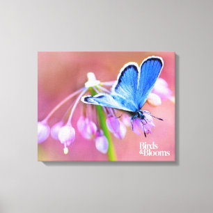 Azure Butterfly Canvas Print