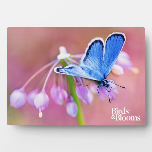 Azure Butterfly Plaque (Front)