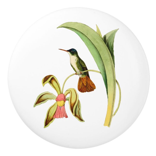 Azure Crowned Hummingbird Ceramic Knob (Front)