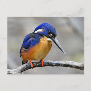 Azure Kingfisher Bird Postcard