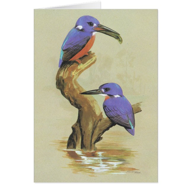 Azure Kingfisher - Ceyx azureus (Front)