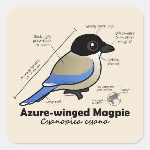 Azure-winged Magpie Statistics Square Sticker