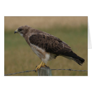 B10 Buse de Swainson