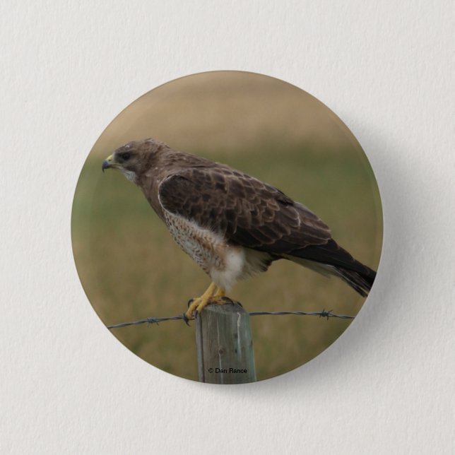B10 Swainson's Hawk 2 Inch Round Button (Front)