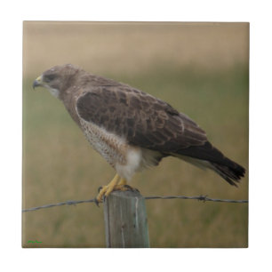 B10 Swainson's Hawk on Old Fence Post Tile