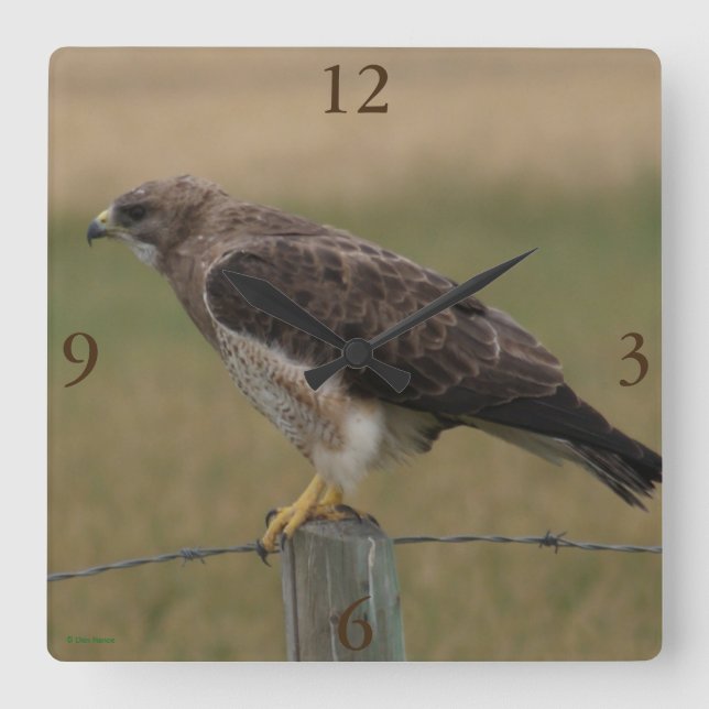B10 Swainson's Hawk Square Wall Clock (Front)