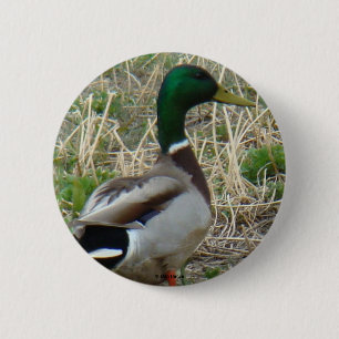 B12 Mallard Duck Drake 2 Inch Round Button