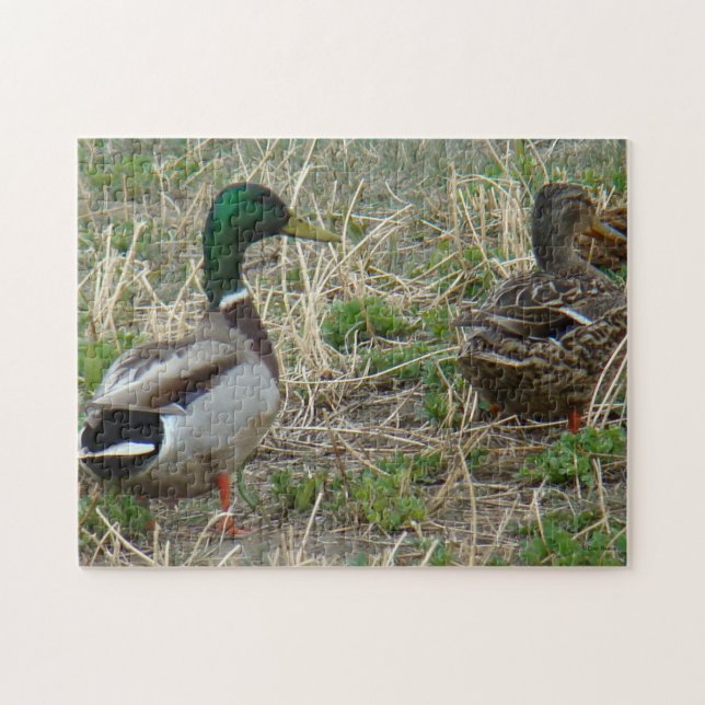 B12 Mallard Ducks Jigsaw Puzzle (Horizontal)