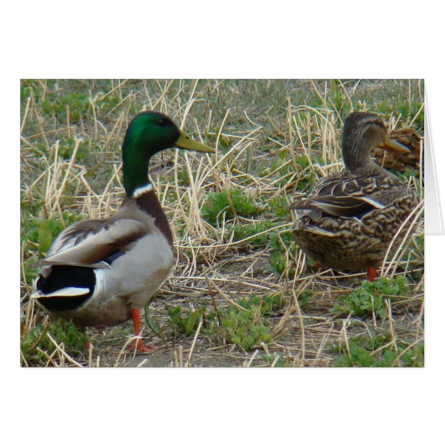 B12 Mallard Ducks Pair (Front Horizontal)