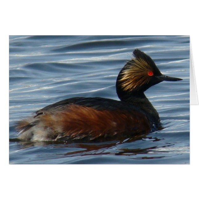 B13 Eared Grebe (Front Horizontal)