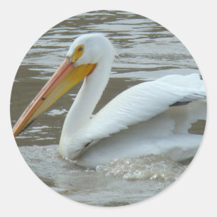 B14 White Pelican Classic Round Sticker