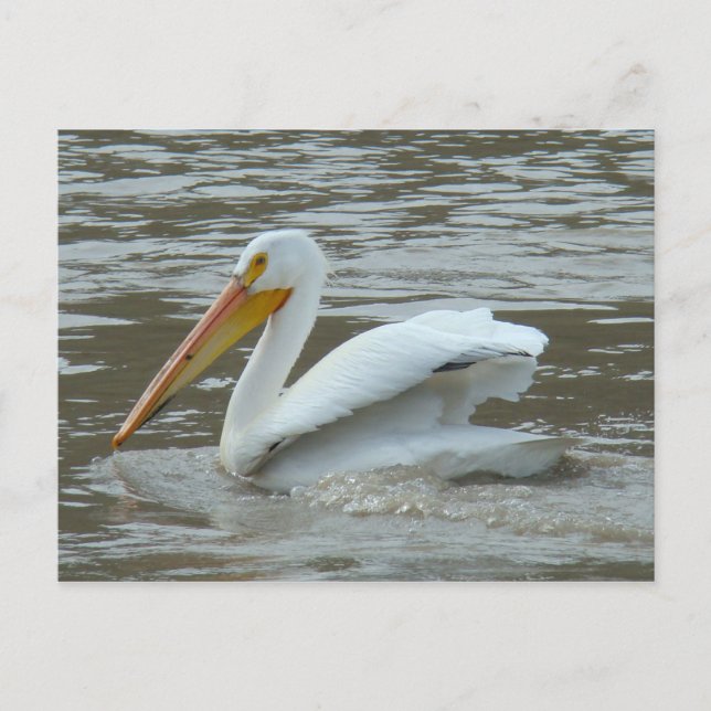B14 White Pelican on Muddy River Postcard (Front)
