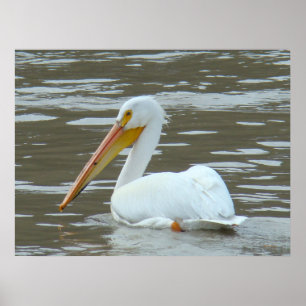 B15 White Pelican on Muddy River Poster